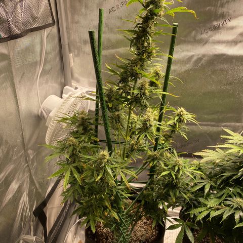 Gorilla Glue LST growlog timeline photo