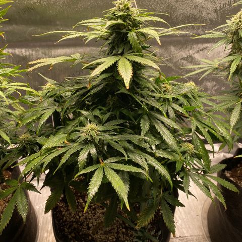 Gorilla Glue Control  growlog timeline photo