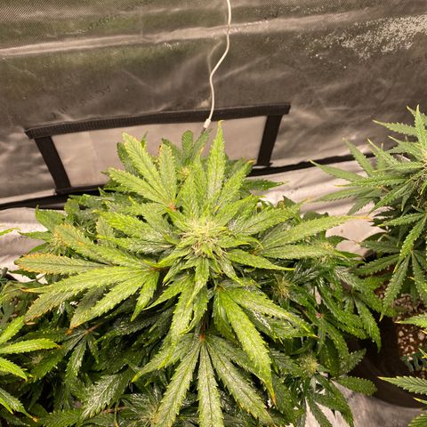 Gorilla Glue Control  growlog timeline photo