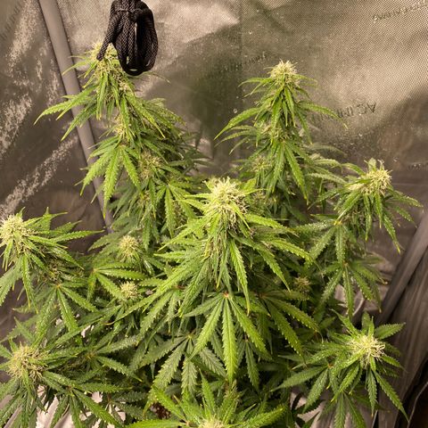 Gorilla Glue Topped  growlog timeline photo