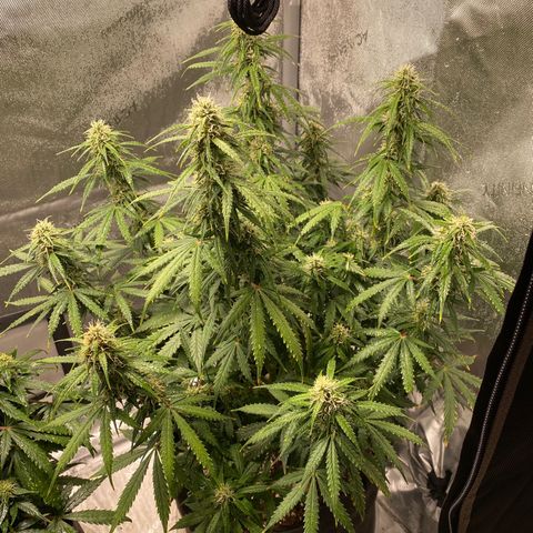 Gorilla Glue Topped  growlog timeline photo