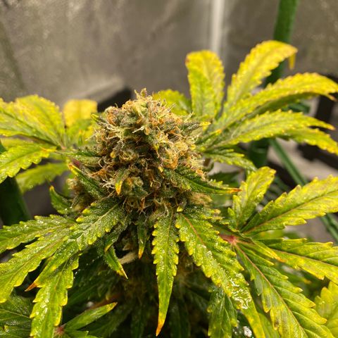 Granite Runtz growlog timeline photo