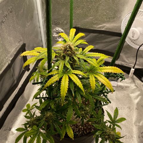 Granite Runtz growlog timeline photo