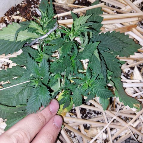 Gorilla Glue Auto growlog photo: LST