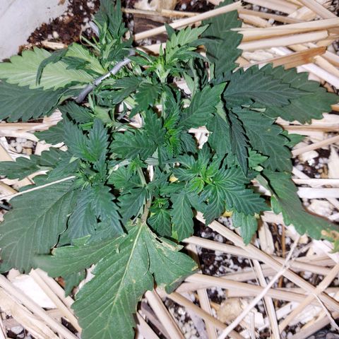 Gorilla Glue Auto growlog photo: LST