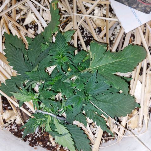 Gorilla Glue Auto growlog photo: LST