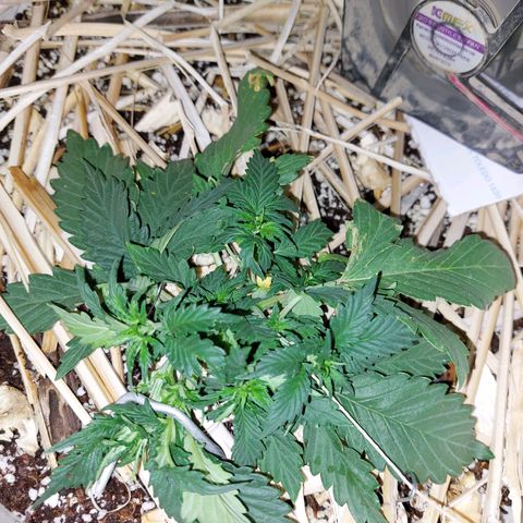 Gorilla Glue Auto growlog photo: LST