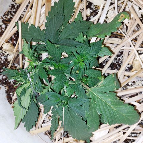 Gorilla Glue Auto growlog photo: LST