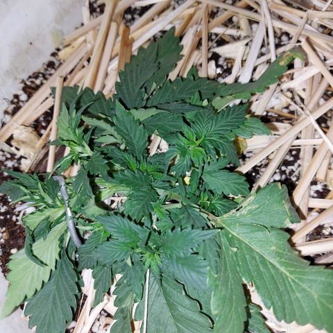 Gorilla Glue Auto growlog photo: LST