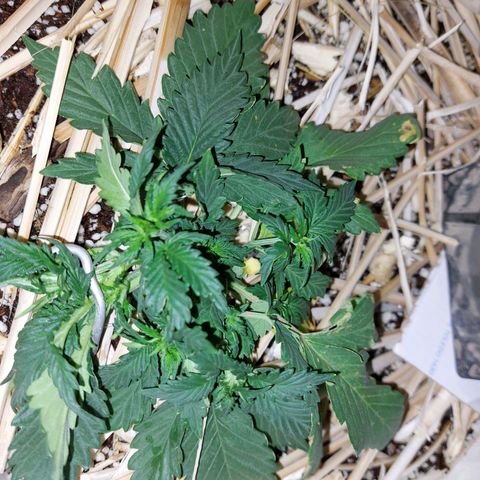 Gorilla Glue Auto growlog photo: LST