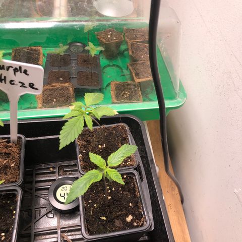 Critiwer growlog timeline photo
