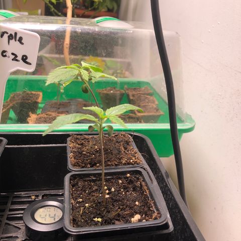 Critiwer growlog timeline photo