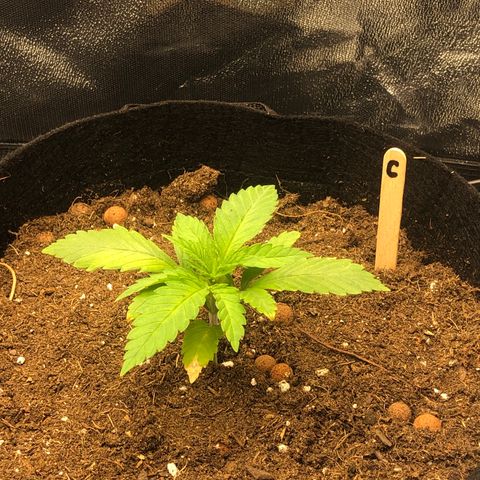 Critiwer growlog timeline photo