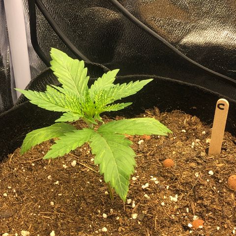 Critiwer growlog timeline photo