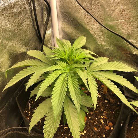 Critiwer growlog timeline photo