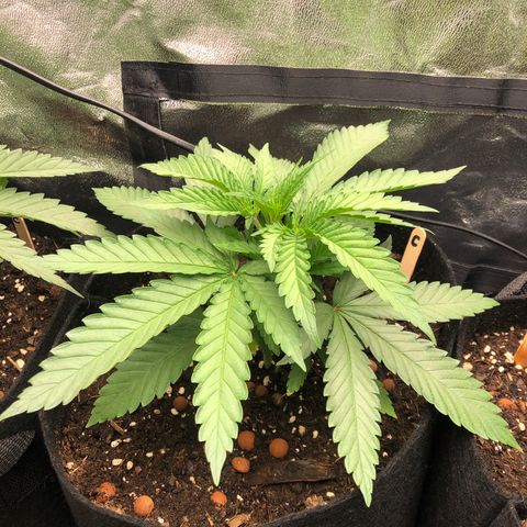 Critiwer growlog timeline photo
