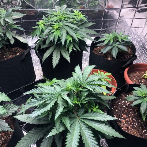 Critiwer growlog timeline photo