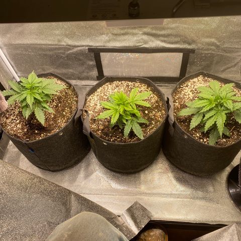 Gorilla glue sour diesel  growlog timeline photo