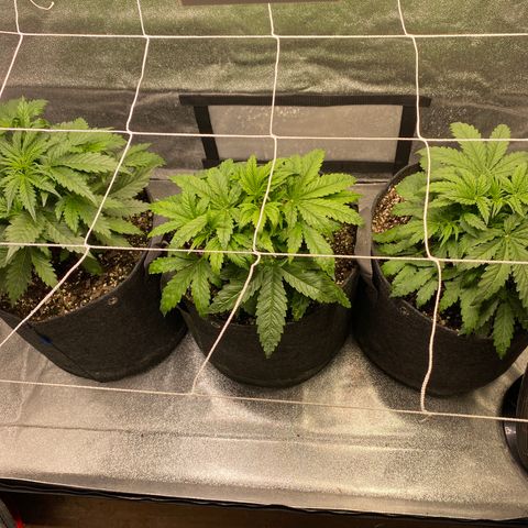 Gorilla glue sour diesel  growlog timeline photo