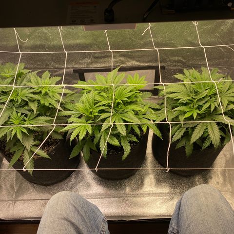 Gorilla glue sour diesel  growlog timeline photo