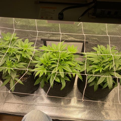 Gorilla glue sour diesel  growlog timeline photo