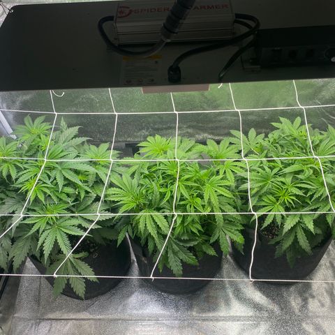Gorilla glue sour diesel  growlog timeline photo