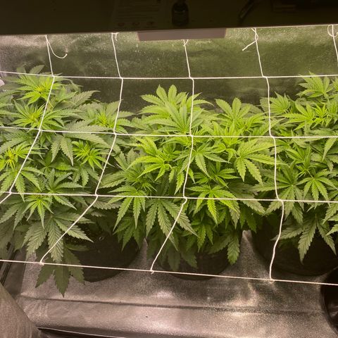 Gorilla glue sour diesel  growlog timeline photo