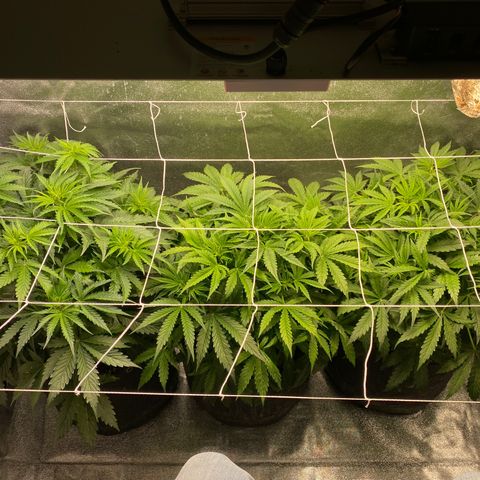 Gorilla glue sour diesel  growlog timeline photo
