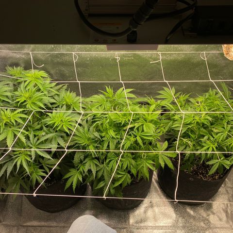 Gorilla glue sour diesel  growlog timeline photo