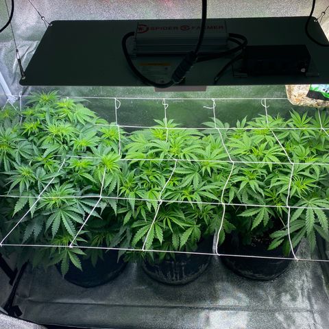 Gorilla glue sour diesel  growlog timeline photo