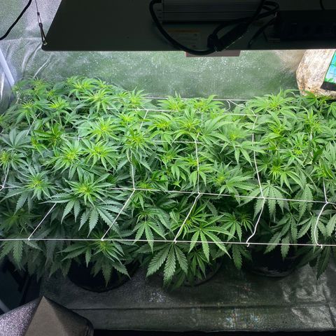Gorilla glue sour diesel  growlog timeline photo