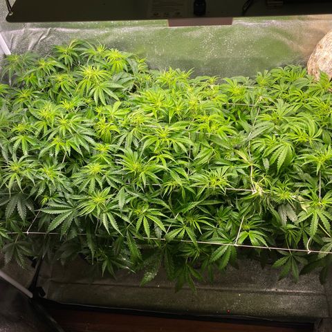 Gorilla glue sour diesel  growlog timeline photo