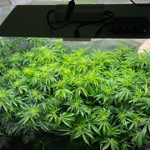 Gorilla glue sour diesel  growlog timeline photo