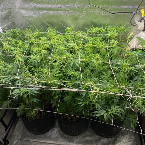 Gorilla glue sour diesel  growlog timeline photo
