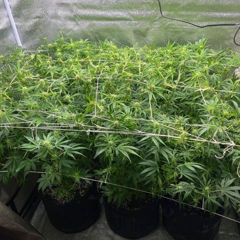 Gorilla glue sour diesel  growlog timeline photo