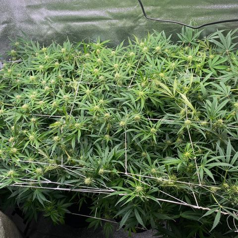 Gorilla glue sour diesel  growlog timeline photo