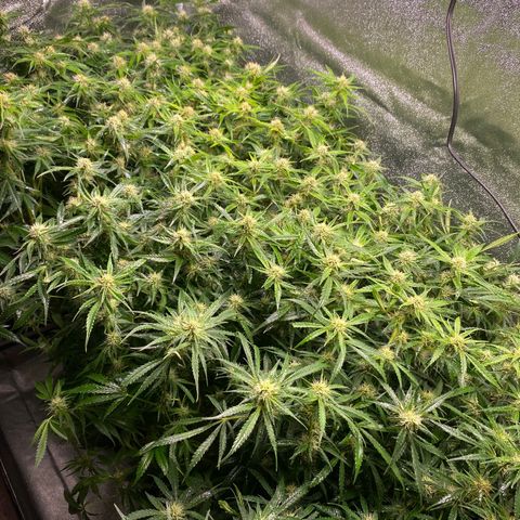 Gorilla glue sour diesel  growlog timeline photo