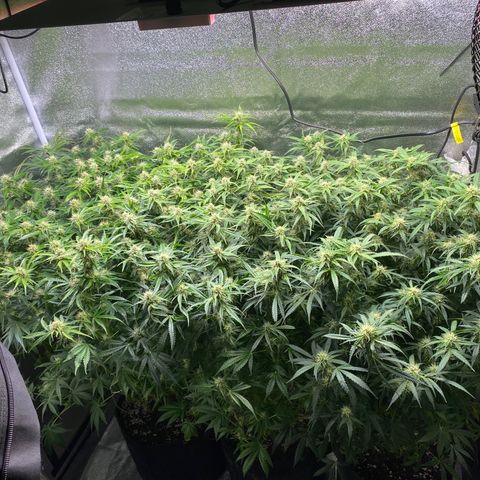 Gorilla glue sour diesel  growlog timeline photo