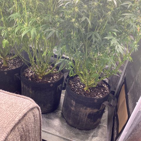 Gorilla glue sour diesel  growlog timeline photo