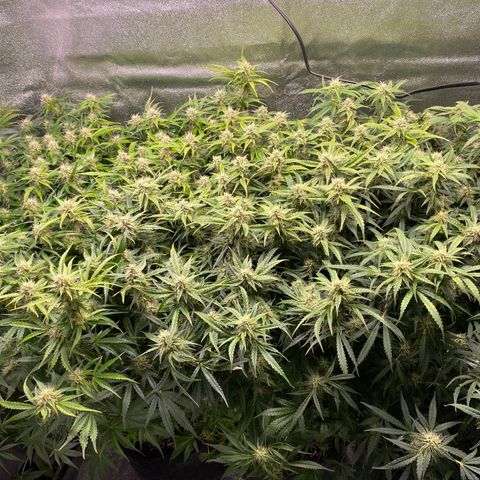 Gorilla glue sour diesel  growlog timeline photo