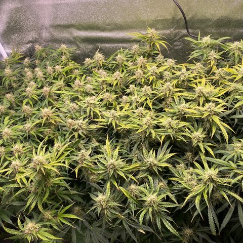 Gorilla glue sour diesel  growlog timeline photo