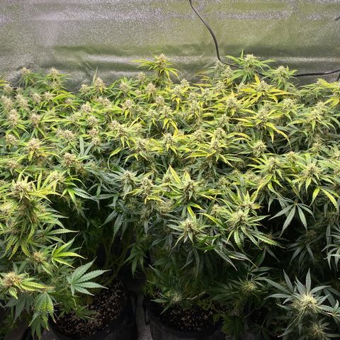 Gorilla glue sour diesel  growlog timeline photo