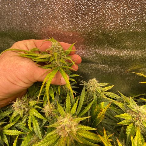 Gorilla glue sour diesel  growlog timeline photo
