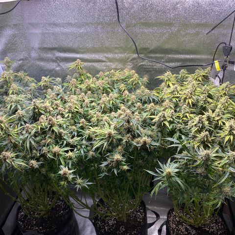 Gorilla glue sour diesel  growlog timeline photo