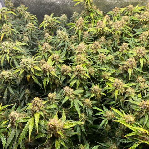 Gorilla glue sour diesel  growlog timeline photo
