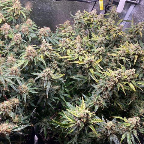 Gorilla glue sour diesel  growlog timeline photo