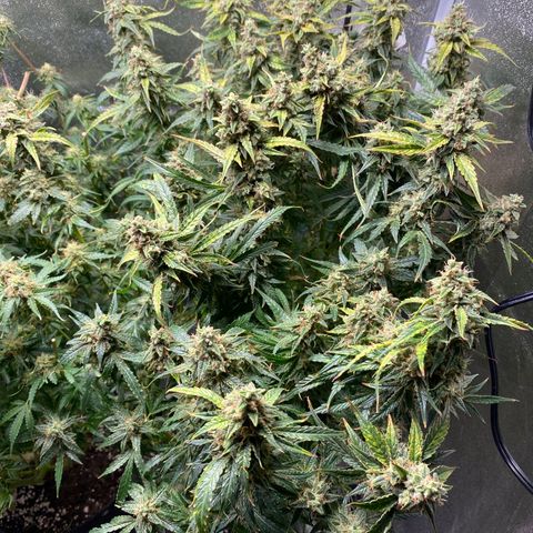 Gorilla glue sour diesel  growlog timeline photo
