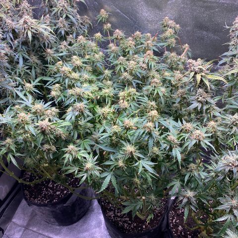 Gorilla glue sour diesel  growlog timeline photo