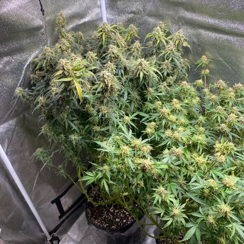Gorilla glue sour diesel  growlog timeline photo