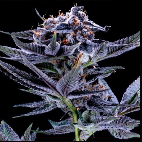 Blue Razzicle 🔵 growlog timeline photo